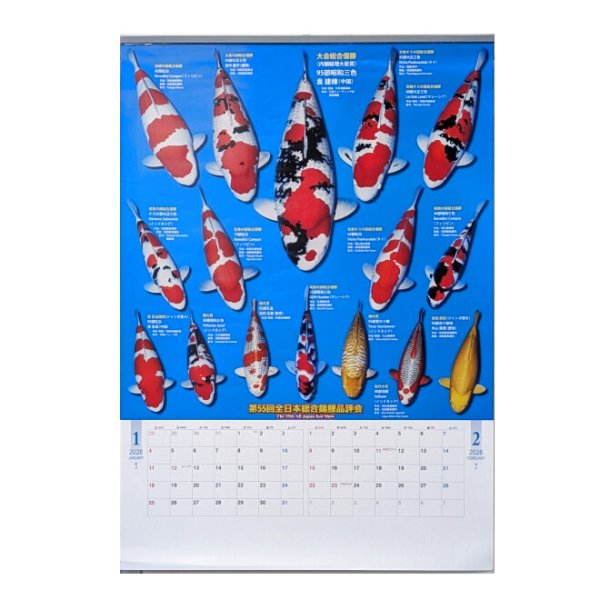 画像1: 錦鯉カレンダー2026　バラエティ (1)