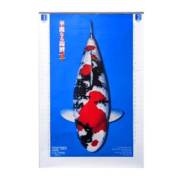 画像1: 錦鯉カレンダー2026　ジャンボ (1)