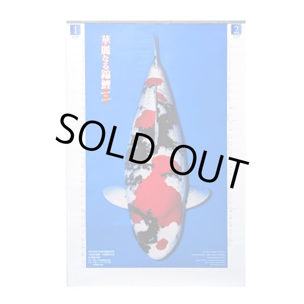 画像1: 錦鯉カレンダー2026　ジャンボ (1)