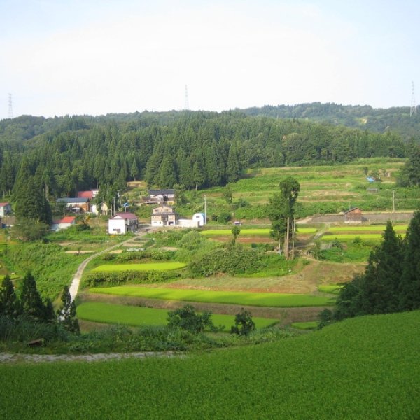 画像5: 令和８年産【アスカ冬井】冬井のかがやき米（玄米）５kg (5)
