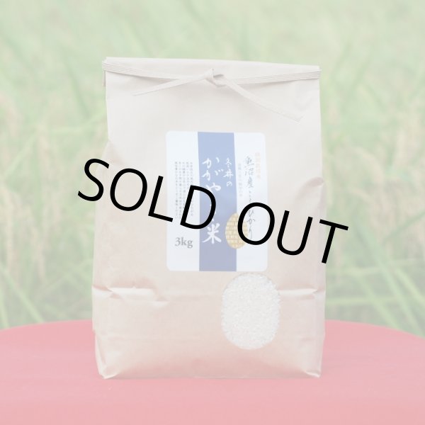 画像2: 令和７年産【アスカ冬井】冬井のかがやき米（精米）３kg (2)