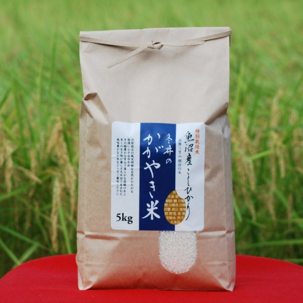 画像2: 令和８年産【アスカ冬井】冬井のかがやき米（精米）５kg (2)