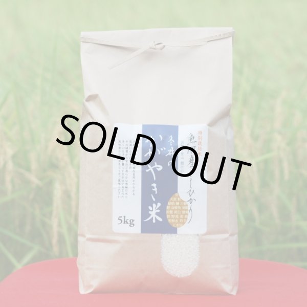 画像2: 令和７年産【アスカ冬井】冬井のかがやき米（精米）５kg (2)