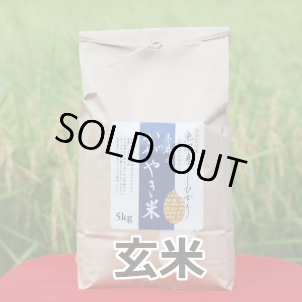 画像2: 令和７年産【アスカ冬井】冬井のかがやき米（玄米）５kg (2)