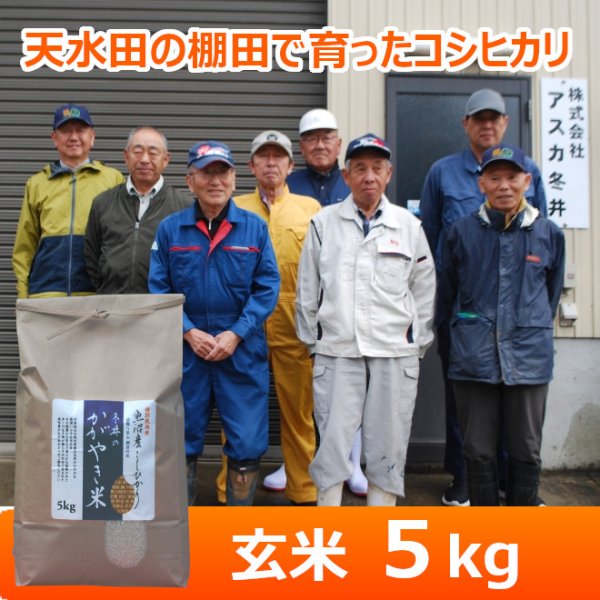 画像1: 令和７年産【アスカ冬井】冬井のかがやき米（玄米）５kg (1)