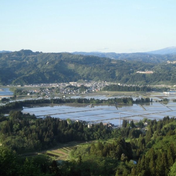 画像4: 令和７年産【うちがまき絆】特別栽培米 伊乎乃（玄米）５kg (4)