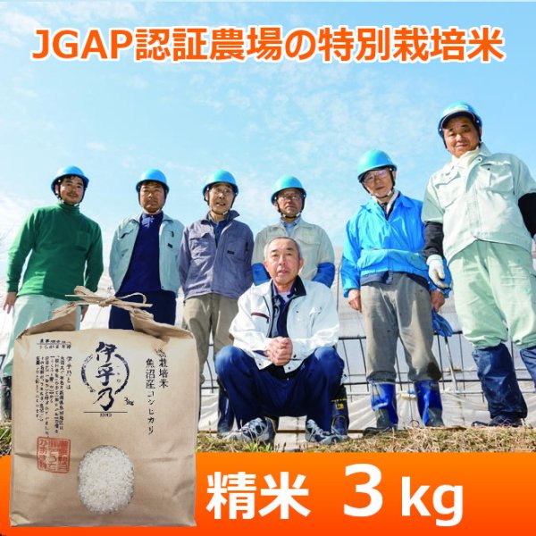画像1: 令和７年産【うちがまき絆】特別栽培米 伊乎乃（精米）３kg (1)