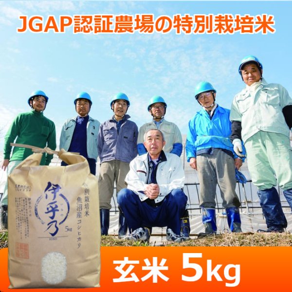画像1: 令和７年産【うちがまき絆】特別栽培米 伊乎乃（玄米）５kg (1)