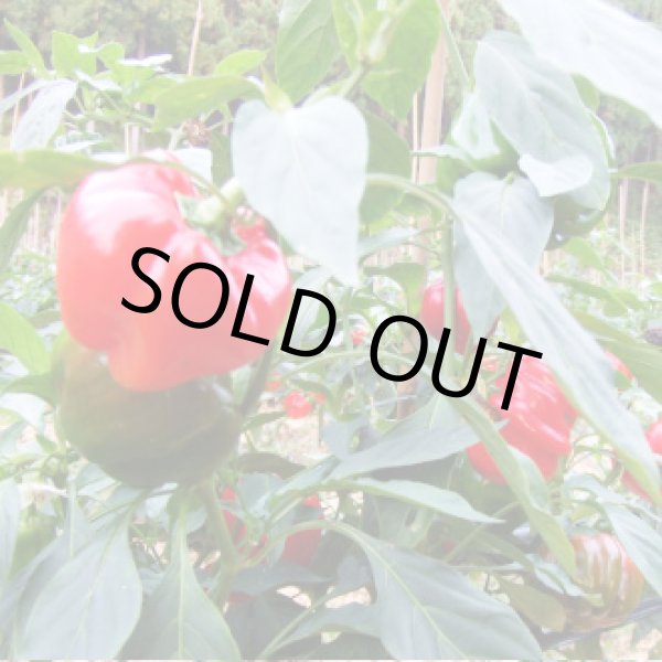 画像2: かぐら南蛮みそ (2)