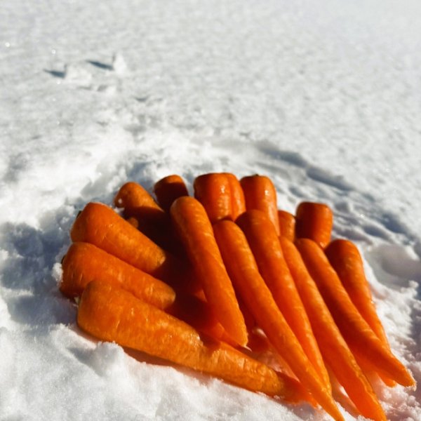 画像6: 【訳あり】雪中にんじん　５kg (6)