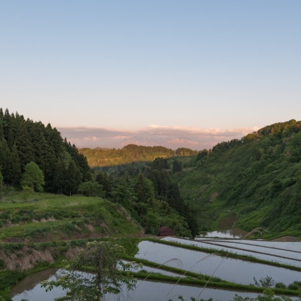 画像4: 【定期購入】Mt.ファームわかとち わかとち産 特別栽培棚田米 4回隔月お届けコース (4)