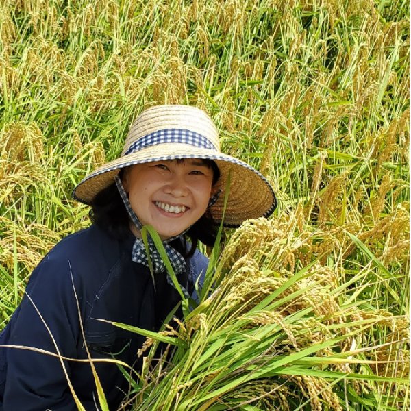 画像3: 令和７年産【山口松兵衛農園】松兵衛のコシヒカリ従来品種（精米）真空パック300g (3)