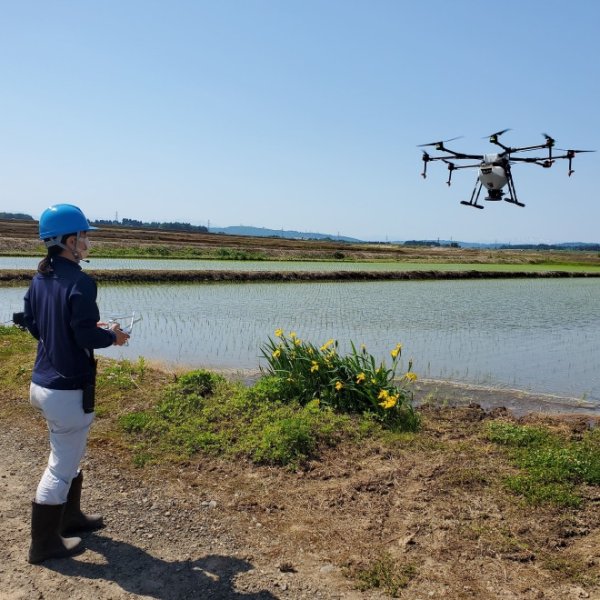 画像5: 令和７年産【山口松兵衛農園】松兵衛のコシヒカリ従来品種（精米）真空パック300g (5)