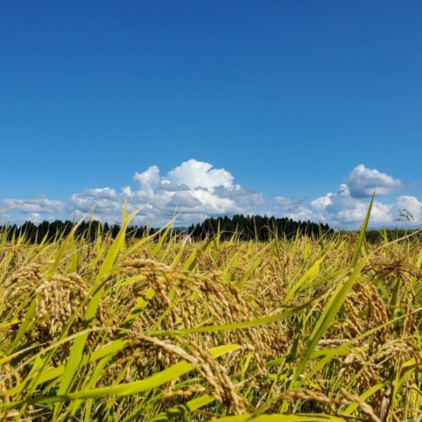 画像6: 令和７年産【山口松兵衛農園】松兵衛のコシヒカリ従来品種（精米）真空パック300g (6)