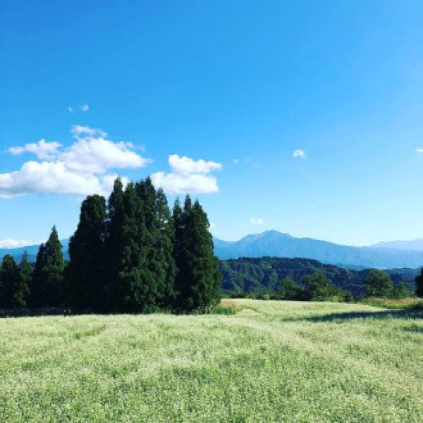 画像2: 有機そば粉全粒粉 (250g) (2)