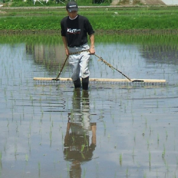 画像3: 【定期購入】魚沼わたなべ農園 JAS有機栽培米 4回毎月お届けコース (3)