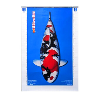  ≪入荷しました♪≫  錦鯉カレンダー2026