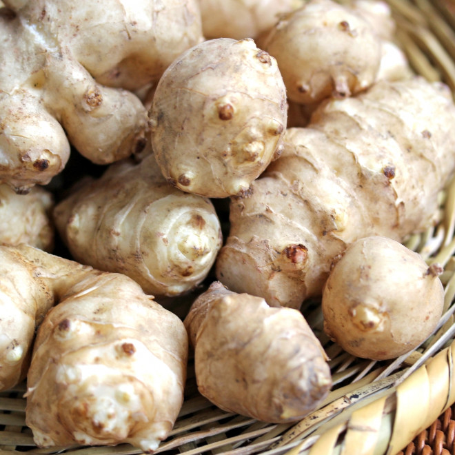 小千谷産　生菊芋