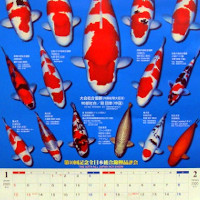画像: <font color="red">≪入荷しました♪≫</font> 錦鯉カレンダー2020
